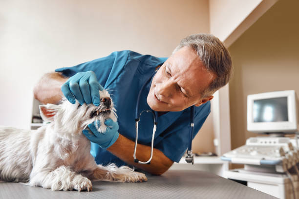 Best Emergency Tooth Extraction in Willow Grove, PA